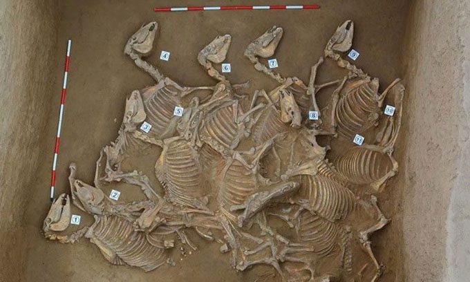 One of the six horse sacrifice pits excavated at Yaoheyuan, northwest China.