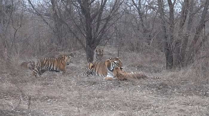 The number of wild Siberian tigers in China is increasing year by year.