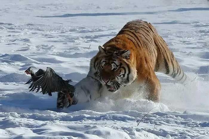 Siberian tigers frequently come down for food in winter.