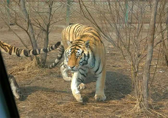 The Siberian tiger has become the most important wild tiger species in China.