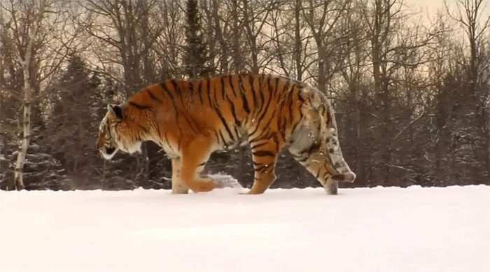 Siberian tigers continuously migrate from Russia to China.