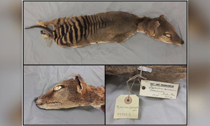 Tasmanian Tiger specimen at the Swedish Museum of Natural History in Stockholm.
