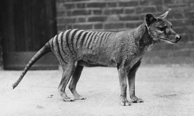 A Tasmanian Tiger (Thylacinus cynocephalus) in captivity around 1930.