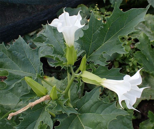 The flower of Deadly Nightshade resembles a trumpet flower.