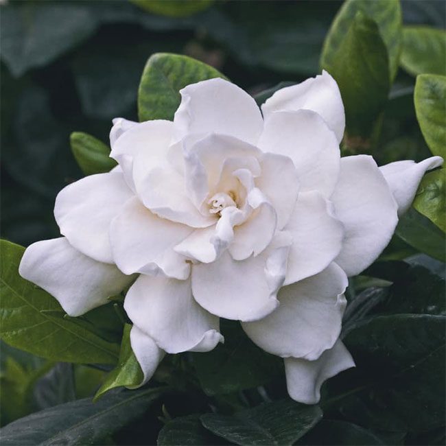 Gardenia flowers