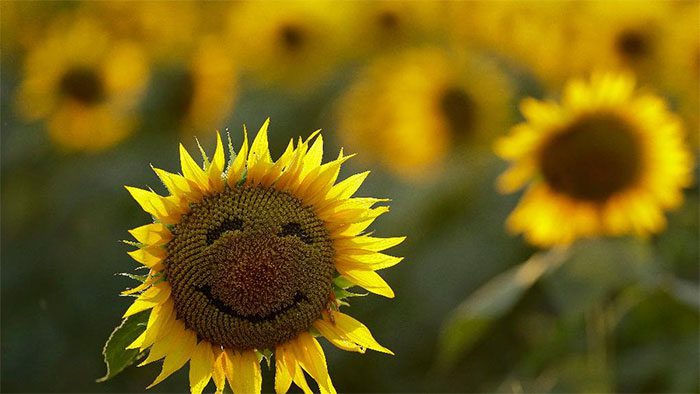 Life satisfaction of a child declines from ages 9 to 16.