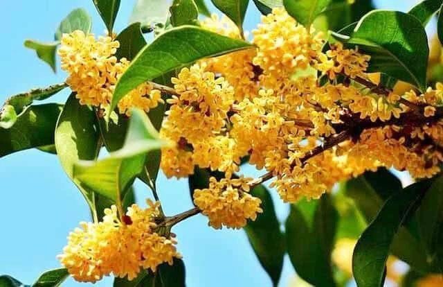 Osmanthus is the "secret" of beauty for ancient concubines