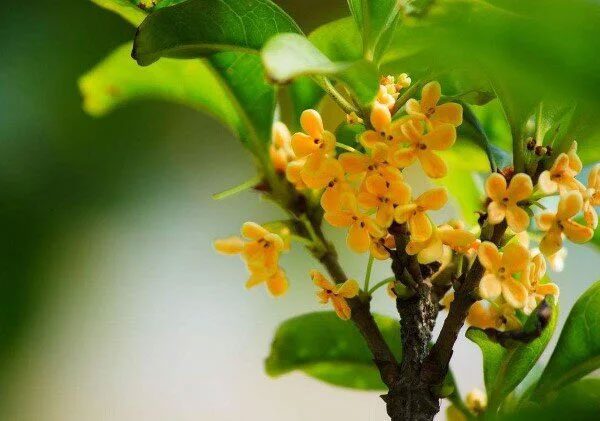 Osmanthus Flower