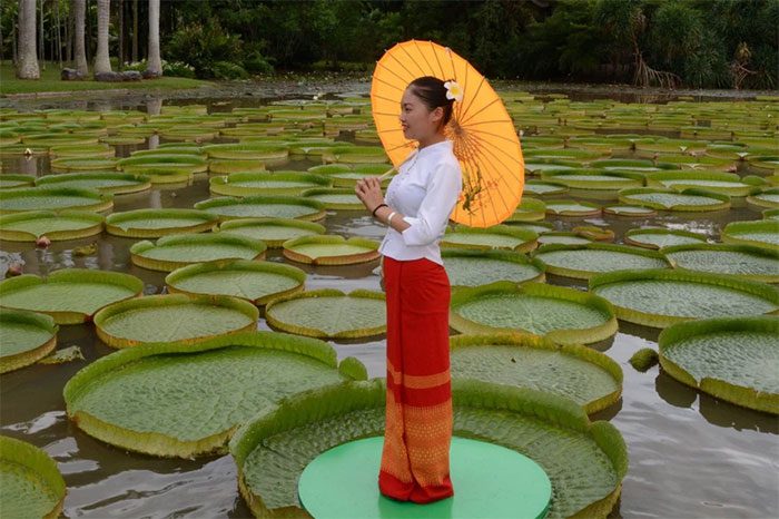 The Amazon Water Lily thrives in seasonal floodplains
