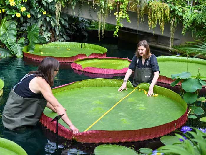 Amazon Water Lily