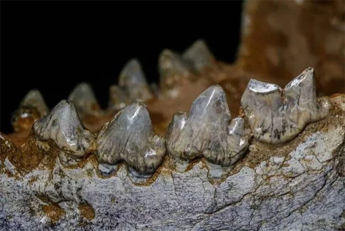 Black stains can be seen on the fossilized teeth of a giant hyena