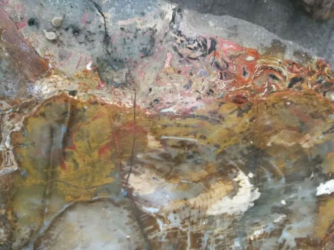 Petrified wood.