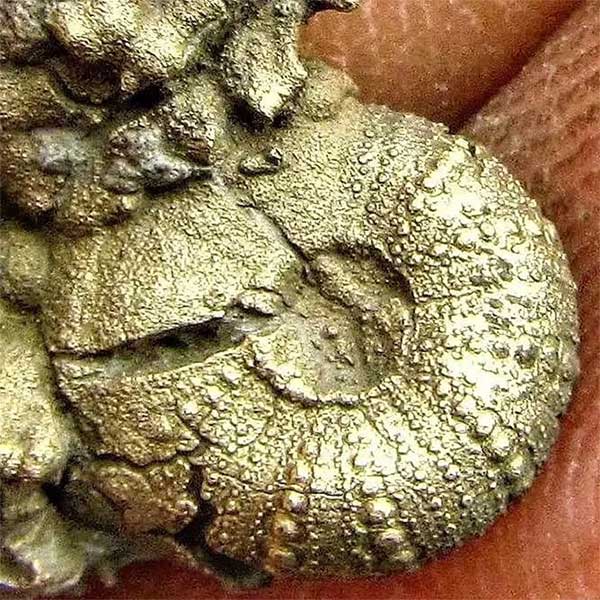 Pyritized sea urchin fossil.
