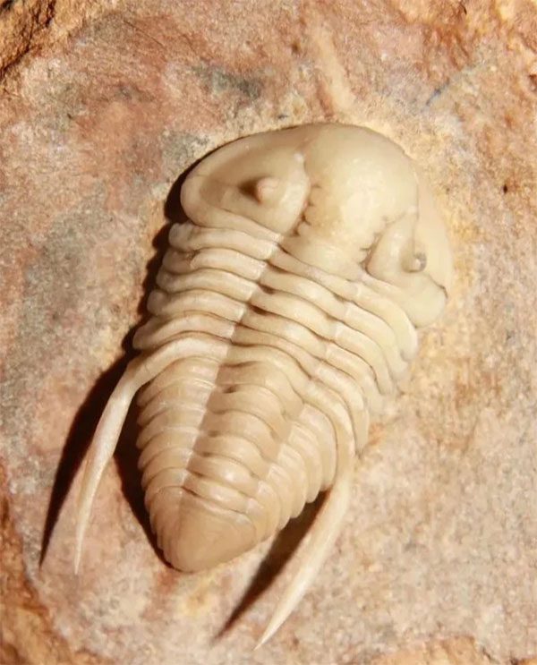 Calcite trilobite.