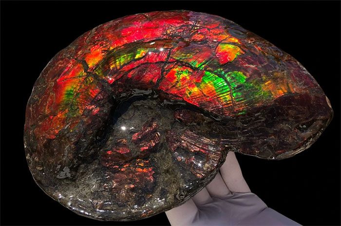 Ammonite fossil.