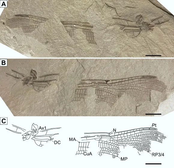 Fossil dragonfly wing recently excavated in England