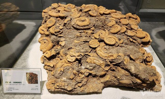 Amber fossil.