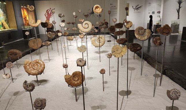 Fossil specimens displayed as installation art.