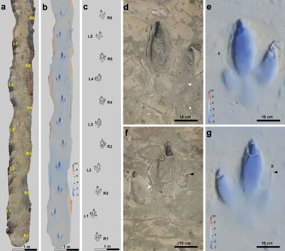 Fossils revealed along the coast