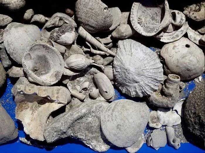 Some specimens from the massive collection of over 300,000 excavated items