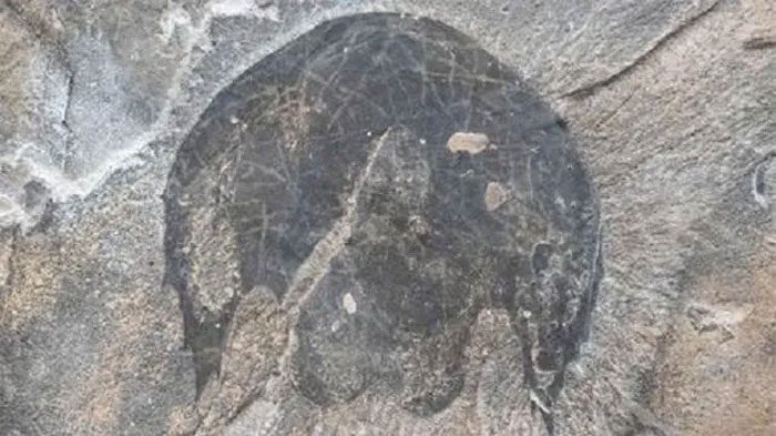 Fossils found at Burgess Shale in the Canadian Rockies