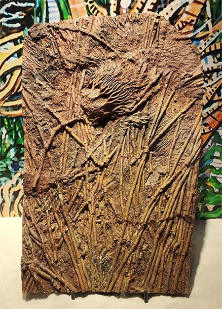 Fossil of "Sea Lily" dating back 488 million years.