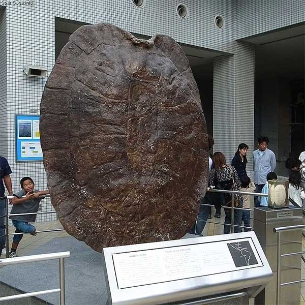 The fossil shell of Stupendemys geographicus.