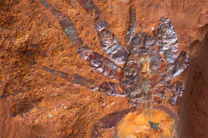 This is the largest spider fossil ever recorded in Australia.