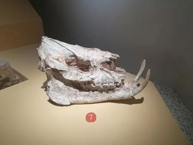 Fossil of a woolly rhinoceros skull.