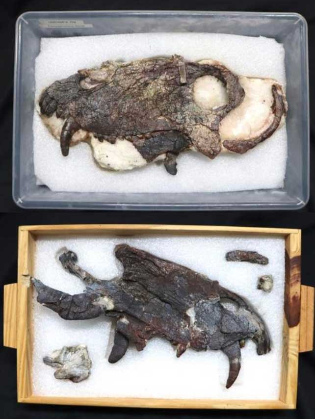 Skull fragments of the monster in Brazil