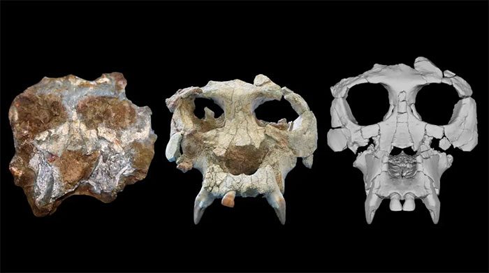 Actual skull of Pierolapithecus (left) and reconstructed images of the complete skull.
