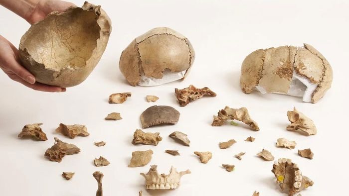Gnawed human skulls found at Gough's Cave site in England.