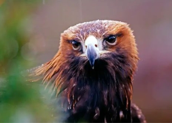 how animals see the world 131197