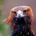 how animals see the world 131197