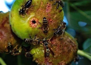 how do insects bore into fruit 129813