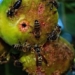 how do insects bore into fruit 129813