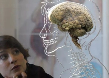 how many percent of the brain do humans use every day 129519