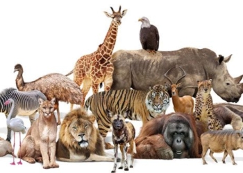 how many species have existed on earth 130334
