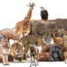 how many species have existed on earth 130334