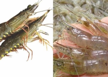 how to differentiate between shrimp and crab 130055