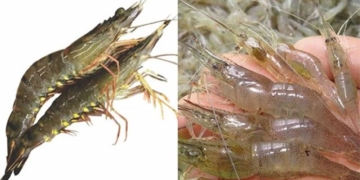 how to differentiate between shrimp and crab 130055