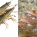 how to differentiate between shrimp and crab 130055
