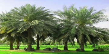 how to keep a tree alive after storm and strong wind 114548