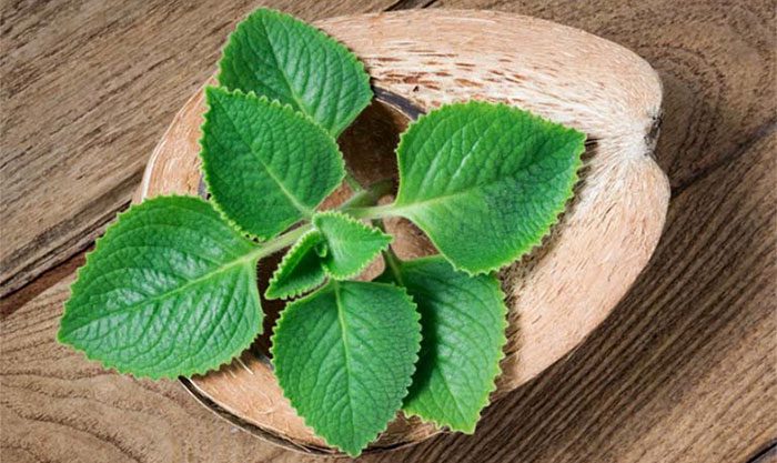 Vietnamese balm acts as a diuretic, helping the kidneys function better.