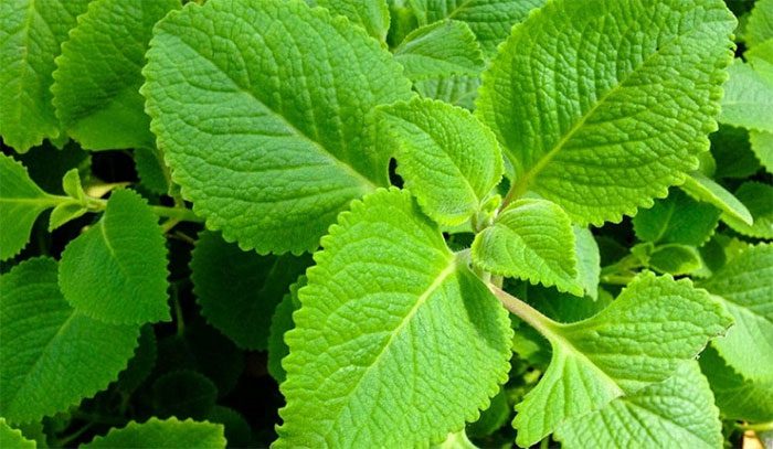 The essential oil in Vietnamese balm strongly inhibits respiratory infection-causing bacteria.