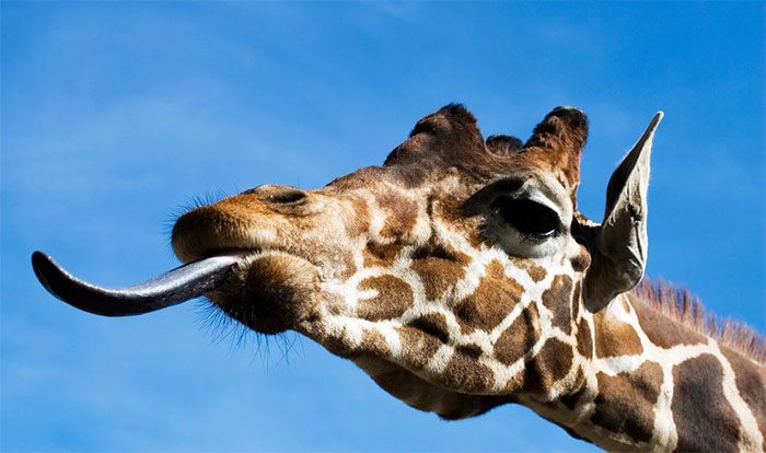 The tongue of giraffes measures about 50 cm in length.
