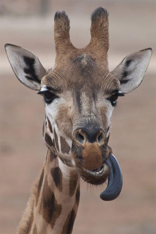 Having a dark purple tongue is considered a result of natural selection.