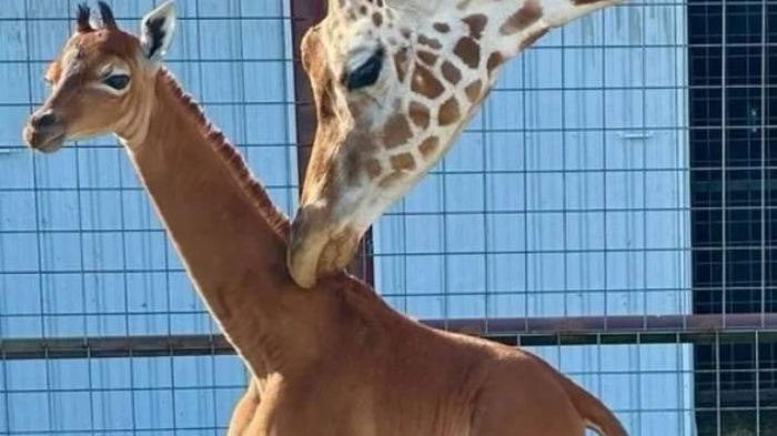 Spotless baby giraffe.
