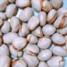 in the mit coconut has 1 super good thing for the intestines helping to enhance libido but often being thrown away 129626