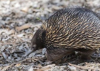 interesting discovery about echidna to keep the most unique in the world 130217